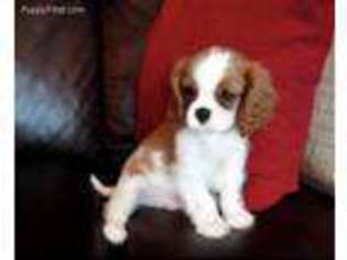 Cavalier King Charles Spaniel Puppy for sale in Victorville, CA, USA