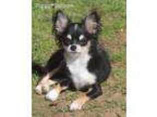 Chihuahua Puppy for sale in Jackson, MI, USA
