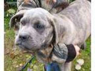 Mastiff Puppy for sale in Port Crane, NY, USA