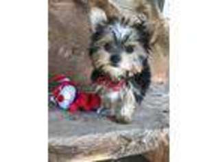 Yorkshire Terrier Puppy for sale in Hanceville, AL, USA