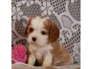Cavalier King Charles Spaniel Puppy for sale in Scottville, MI, USA