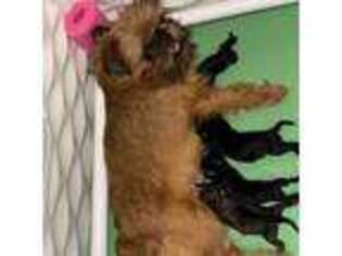 Brussels Griffon Puppy for sale in Oklahoma City, OK, USA