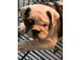 Bulldog Puppy for sale in Waukesha, WI, USA