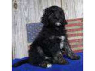 Goldendoodle Puppy for sale in Lamar, MO, USA