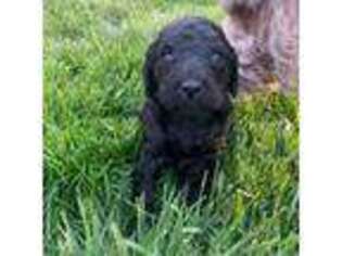 Goldendoodle Puppy for sale in Somerset, NJ, USA