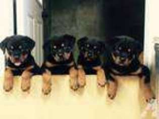 Rottweiler Puppy for sale in OREGONIA, OH, USA