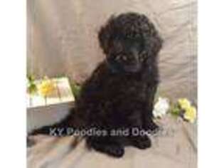 Labradoodle Puppy for sale in Vanceburg, KY, USA