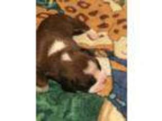 Boxer Puppy for sale in Marlette, MI, USA