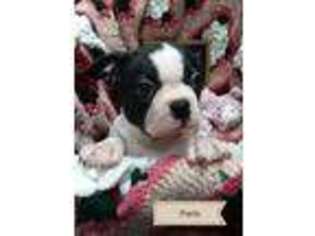 Bulldog Puppy for sale in Elberta, AL, USA