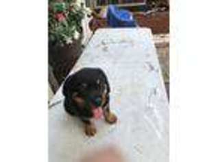 Rottweiler Puppy for sale in Perth Amboy, NJ, USA