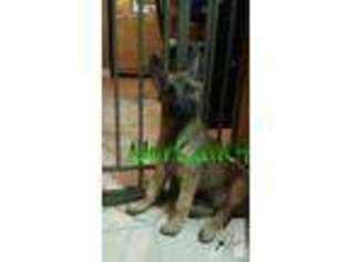 Belgian Malinois Puppy for sale in BYRON, CA, USA