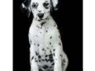 Dalmatian Puppy for sale in Micanopy, FL, USA