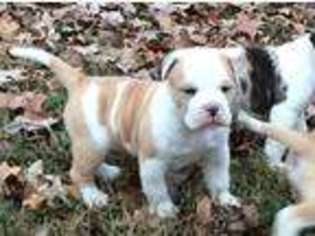 American Bulldog Puppy for sale in Little Rock, AR, USA