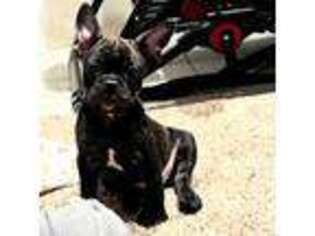 French Bulldog Puppy for sale in North Ridgeville, OH, USA
