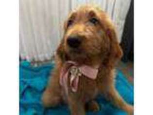 Goldendoodle Puppy for sale in Glendale, CA, USA