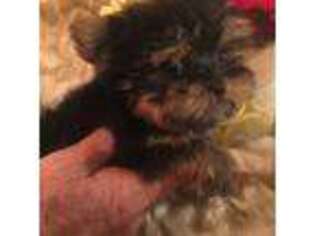 Yorkshire Terrier Puppy for sale in Bogata, TX, USA