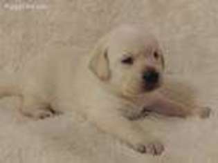 Labrador Retriever Puppy for sale in Atmore, AL, USA