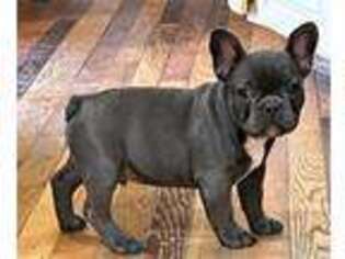 French Bulldog Puppy for sale in Frazeysburg, OH, USA