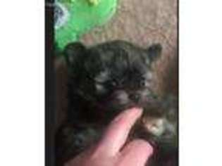 Russian Tsvetnaya Bolonka Puppy for sale in New Milford, CT, USA