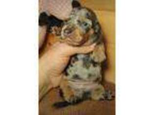 Dachshund Puppy for sale in Eagletown, OK, USA