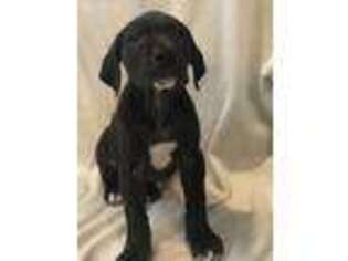Great Dane Puppy for sale in Avilla, IN, USA