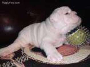 Bulldog Puppy for sale in Monroe, NC, USA