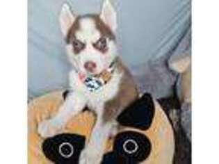 Siberian Husky Puppy for sale in Springfield, MA, USA