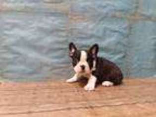 Mutt Puppy for sale in Waynesboro, TN, USA