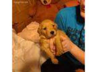 Golden Retriever Puppy for sale in Slippery Rock, PA, USA