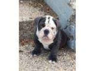 Bulldog Puppy for sale in Glencoe, MN, USA