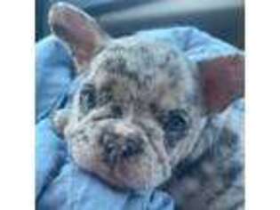 French Bulldog Puppy for sale in Clinton, IN, USA