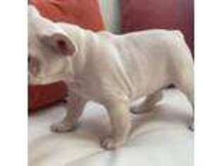 French Bulldog Puppy for sale in Millstadt, IL, USA