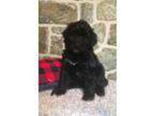 Portuguese Water Dog Puppy for sale in Stevens, PA, USA