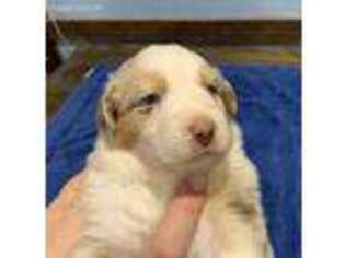 Australian Shepherd Puppy for sale in Bulverde, TX, USA