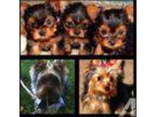 Yorkshire Terrier Puppy for sale in CARMICHAEL, CA, USA