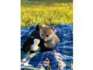 Shiba Inu Puppy for sale in Farmington, MO, USA