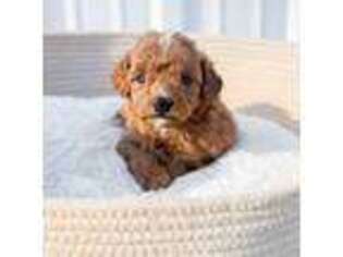 Goldendoodle Puppy for sale in Whitwell, TN, USA