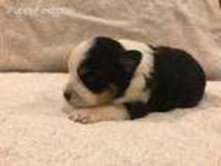 Miniature Australian Shepherd Puppy for sale in Commerce, GA, USA