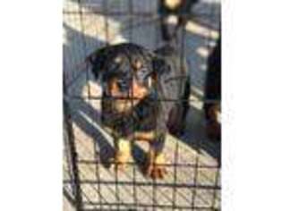 Rottweiler Puppy for sale in Atlanta, GA, USA