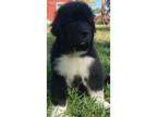 Newfoundland Puppy for sale in West Point, IA, USA