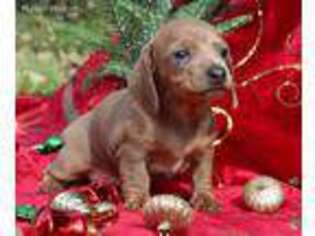 Dachshund Puppy for sale in Stonewall, TX, USA