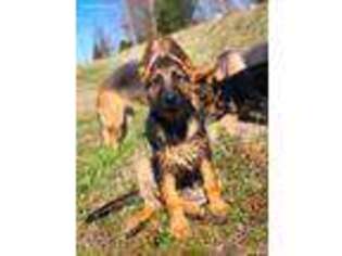 German Shepherd Dog Puppy for sale in Simpsonville, SC, USA