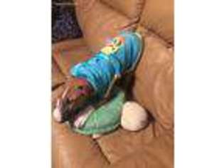 Bull Terrier Puppy for sale in Owens Cross Roads, AL, USA