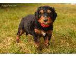 Bernese Mountain Dog Puppy for sale in Cambridge, IA, USA