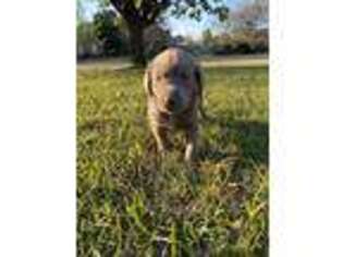 Labrador Retriever Puppy for sale in Warner Robins, GA, USA