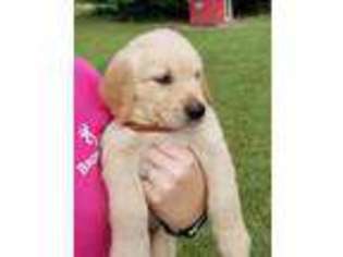 Golden Retriever Puppy for sale in Bushnell, FL, USA