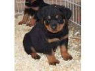 Rottweiler Puppy for sale in Chino Hills, CA, USA
