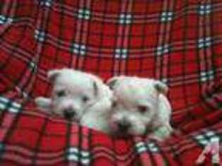 West Highland White Terrier Puppy for sale in PILOT MOUNTAIN, NC, USA