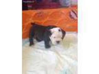 Bulldog Puppy for sale in Chapel Hill, NC, USA