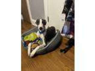 Whippet Puppy for sale in Southfield, MI, USA